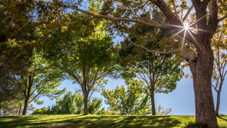 Image of three trees on campus